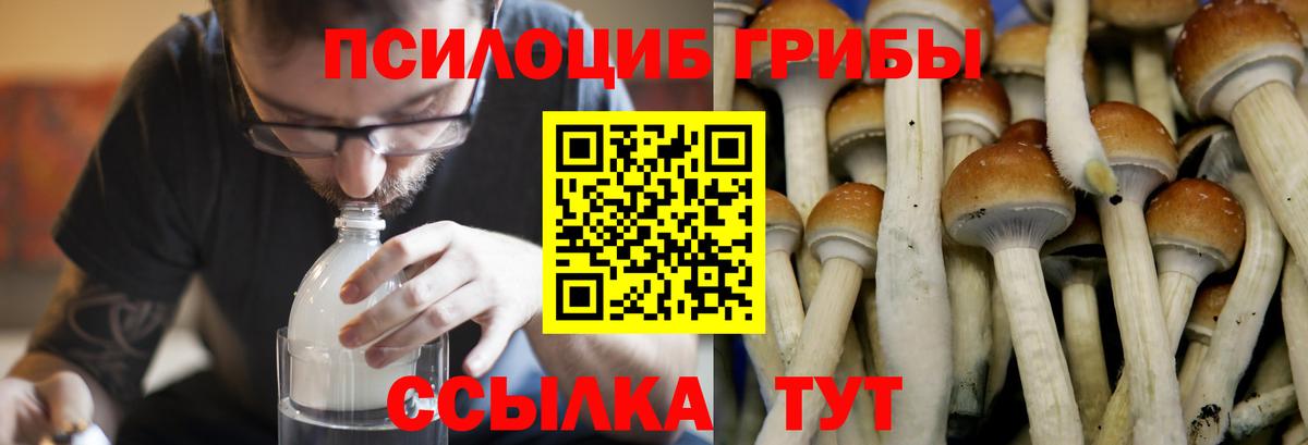 Псилоцибиновые грибы MAGIC MUSHROOMS  Галлюциногенные грибы Psilocybine cubensis  Ухта  Вход с VPN 